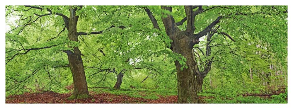 European Beech, Kellerwald, Germany-Paper Art-56,,X20,,