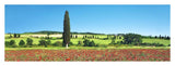 Cypress In Poppy Field, Tuscany, Italy-Paper Art-38,,X14,,