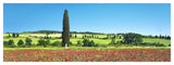 Cypress In Poppy Field, Tuscany, Italy-Paper Art-56,,X20,,