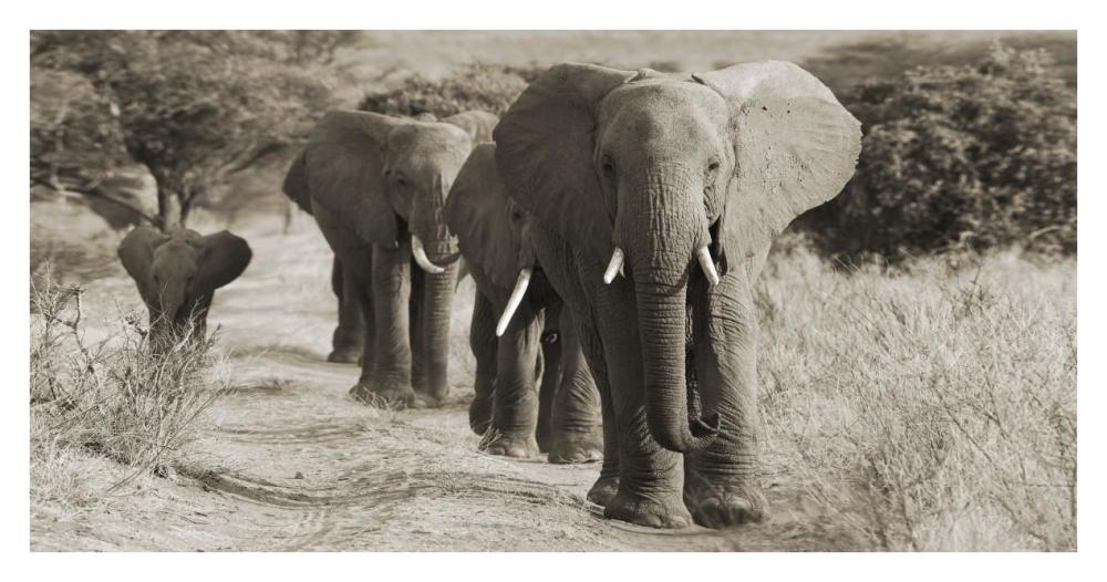 Herd Of African Elephants, Kenya-Paper Art-38,,X20,,