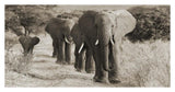 Herd Of African Elephants, Kenya-Paper Art-38,,X20,,