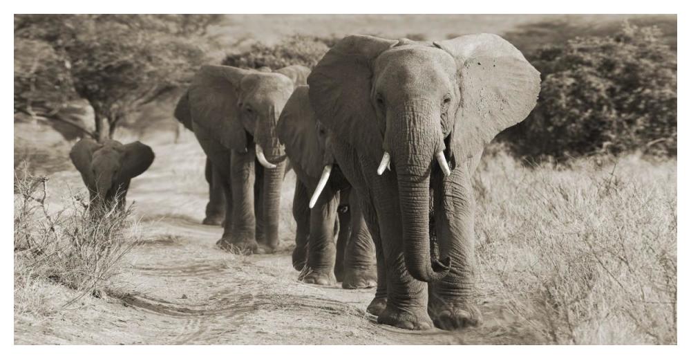 Herd Of African Elephants, Kenya-Paper Art-50,,X26,,