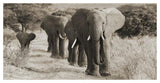 Herd Of African Elephants, Kenya-Paper Art-50,,X26,,