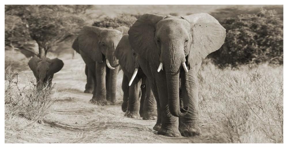 Herd Of African Elephants, Kenya-Paper Art-62,,X32,,