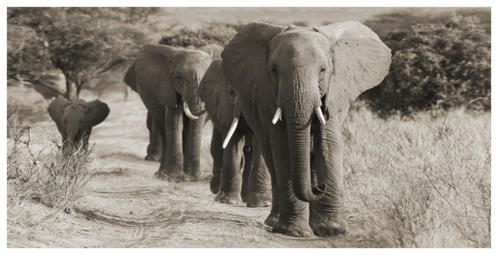 Herd Of African Elephants, Kenya-Paper Art-74,,X38,,
