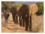 Herd Of African Elephants, Kenya-Paper Art-18,,X14,,
