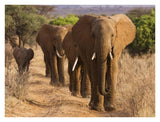 Herd Of African Elephants, Kenya-Paper Art-34,,X26,,