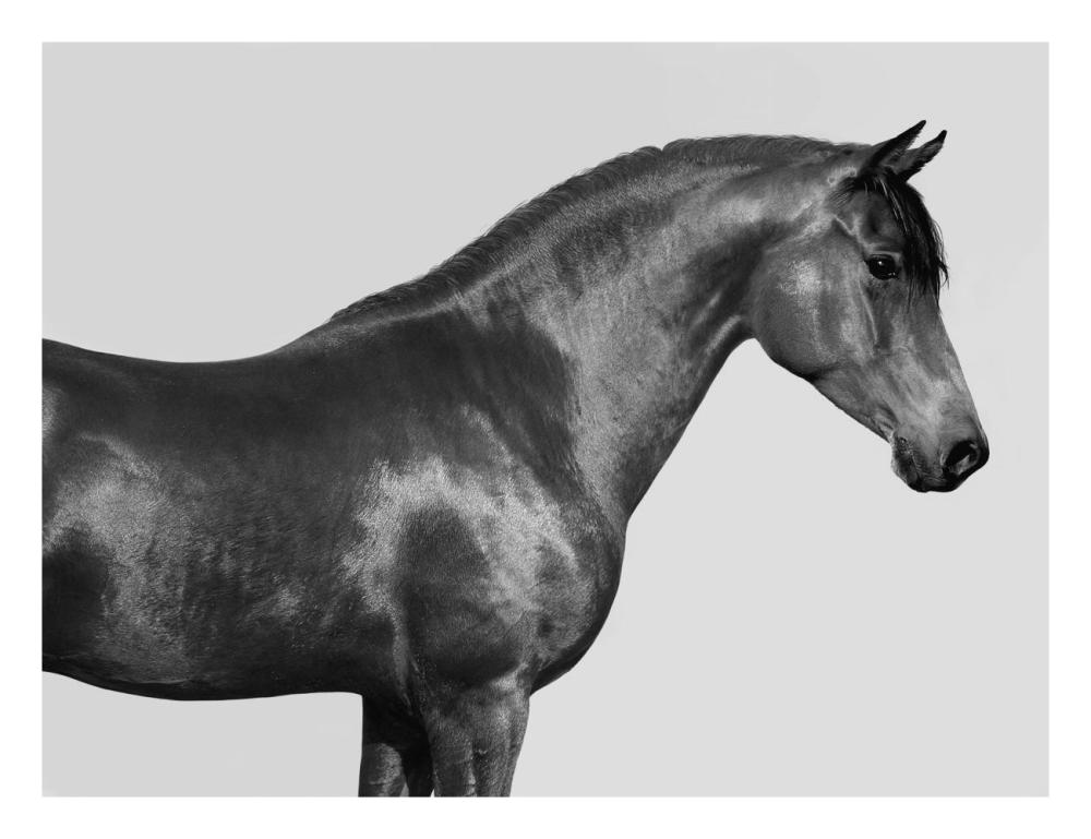 Orpheus, Arab Horse-Paper Art-26,,X20,,