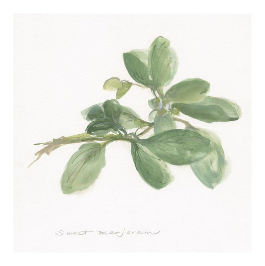 Sweet Marjoram -Paper Art-20X20