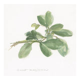 Sweet Marjoram -Paper Art-20X20