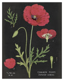Poppy Chart -Paper Art-30X37