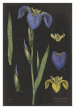 Iris Chart -Paper Art-14X20
