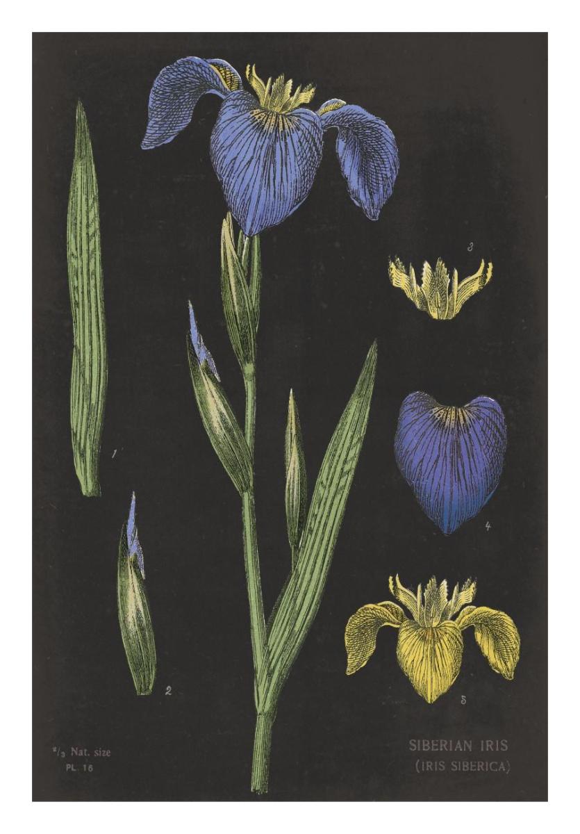 Iris Chart -Paper Art-18X26