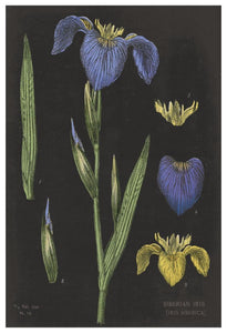Iris Chart -Paper Art-42X62