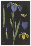 Iris Chart -Paper Art-42X62
