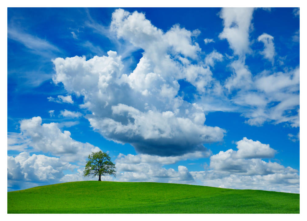 Oak And Clouds, Bavaria, Germany-Paper Art-42,,X30,,