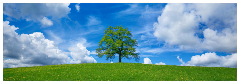 Oak And Clouds, Bavaria, Germany-Paper Art-74,,X26,,