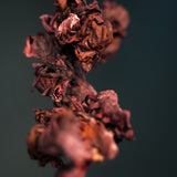 Sorrel & Cerasee Soap