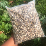 Jamaican Moringa Oleifera Seeds (Raw, Organic)